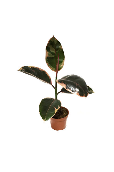 Betonish Ficus Elastica 'Belize' (Kauçuk Çiçeği)