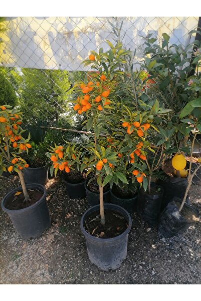 damla su çiçek Kamkat Ağacı 5 Yaş (BÜYÜK BOY)kumkuat Fidani