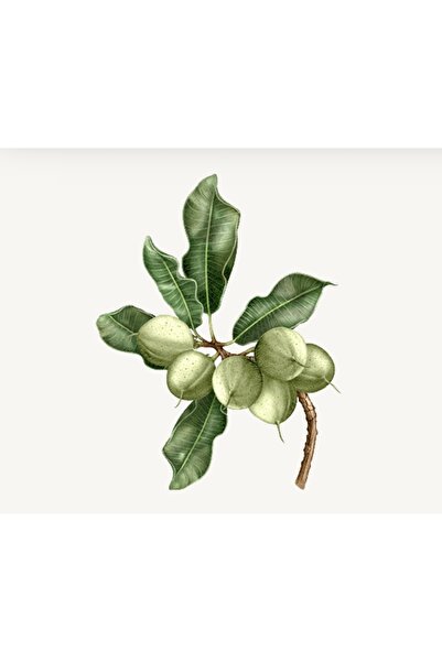 L'Occitane Shea El Kremi - Shea Butter Hand Cream - 30 ml