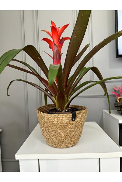 Genel Markalar Çok Amaçlı Hasır El Dokuması Saksılık Sepet Bahçe Düzenleyici 15x15