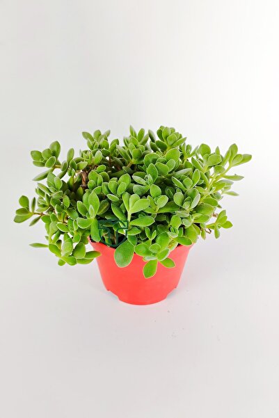 Toptan Kaktüs Crassula Rogersii sarkan sukulent minik yeşil kadife yapraklı 8.5 kırmızı saksıda
