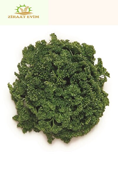 Ziraat Evim Yerli Frenk Maydanozu Kıvırcık Maydanoz 500 Adet Tohum