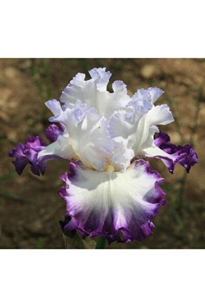 LOBELYA TOHUMCULUK 2 Adet Beyaz-mor Kenarlı Süsen (İRİS) Çiçeği Soğanı