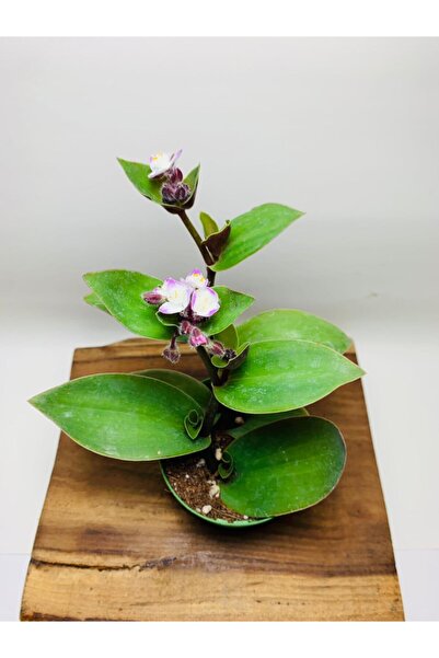 foliumbotanik Koyu Yeşil Renkli Telgraf Çiçeği 8cmlik Saksıda