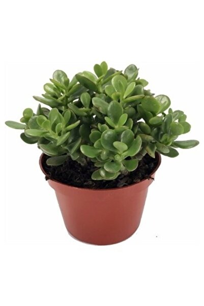 Genel Markalar Para Çiçegi Bonsai Yeşim Bitkisi Para Ağacı Şans Bereket Bitkisi <20cm 35 Cm >