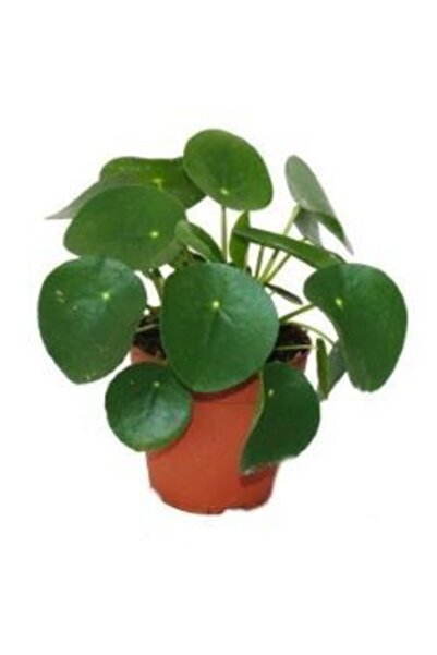 Viens Garden Pilea Para Çiçeği