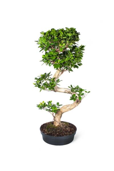 Artistanbul Tasarım Ficus Bonsai (bonzai) Bitkisi S Gövdeli