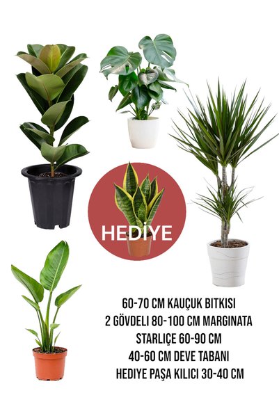 NADİR KAKTÜS Hediyeli Bitki Seti 3 - Kauçuk - Deve Tabanı - Starliçe - Margin...