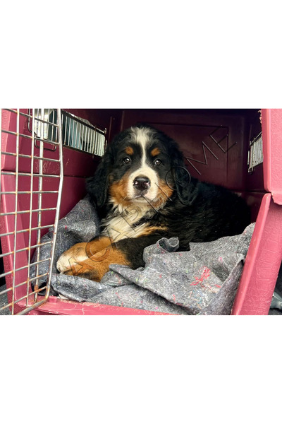 Aydınlar Ambalaj 150x200 Mobilya Sarma Taşıma Nakliye Şantiye Ambalaj Dolu/ (KEDİ KÖPEK) Battaniyesi 10 Adet