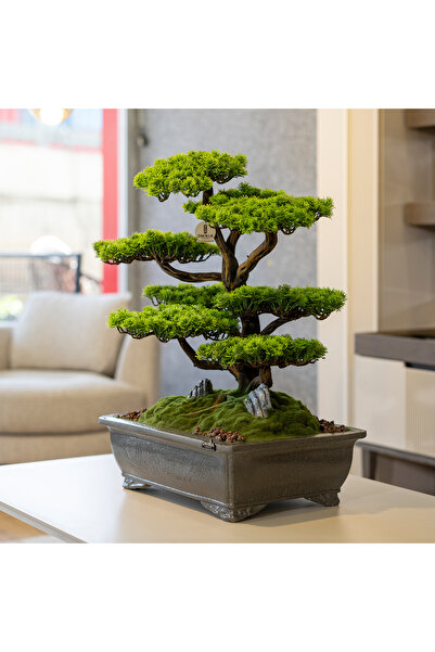 Omnia Concept Atlas Bonsai-7 Masaüstü Kullanıma Uygun Doğal Ağaç Gövdeli Yapay Bonsai Ağacı - 50x60 Cm