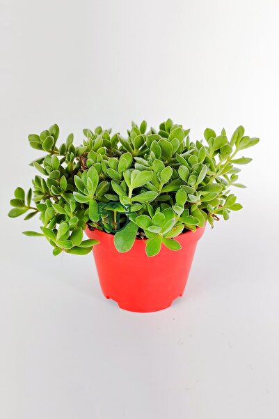 Toptan Kaktüs Crassula Rogersii sarkan sukulent minik yeşil kadife yapraklı 8.5 kırmızı saksıda