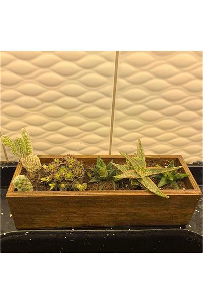 t tun's woods Wooden Pot Succulent Cactus Or Organizer Multi-Purpose Box 34cm Length, 9cm Load, 10cm Gen