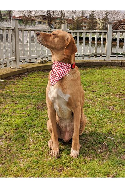 UTDpet Watermelon Dog Collar with Scarf