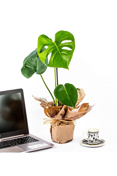 ÇiçekGaraj Wrap Serisi Monstera (DEVE TABANI) 35-45 Cm Ev Salon Ofis Iç Mekan...