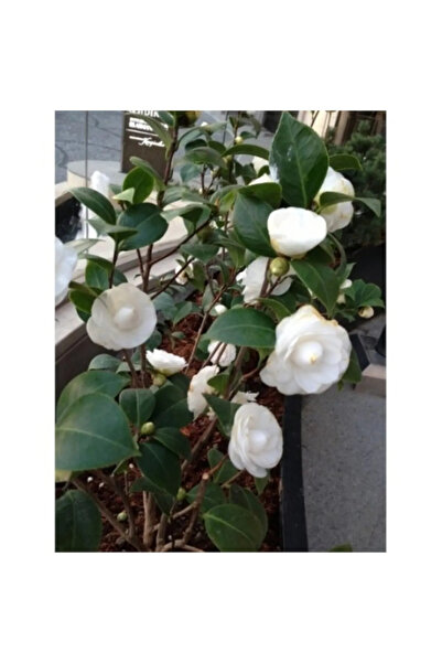 CC Kamelya Beyaz katmerli ( 80-120 ) Cm Tüplü fidan