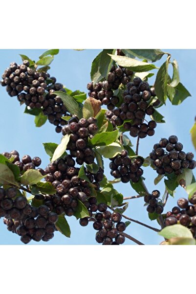 E-fidancim Nero Siyah Aronya Aronia Chokeberry Fidesi Paper Potta (1520 cm) 1...