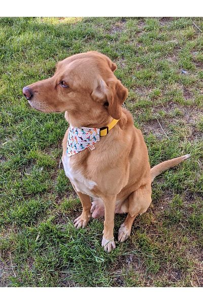 UTDpet Active Dog Collar with Scarf