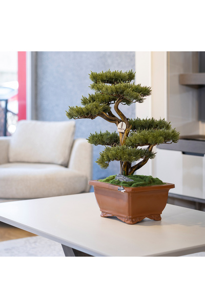 Omnia Concept Flora Bonsai-4 Masaüstü Kullanıma Uygun Doğal Ağaç Gövdeli Yapa...