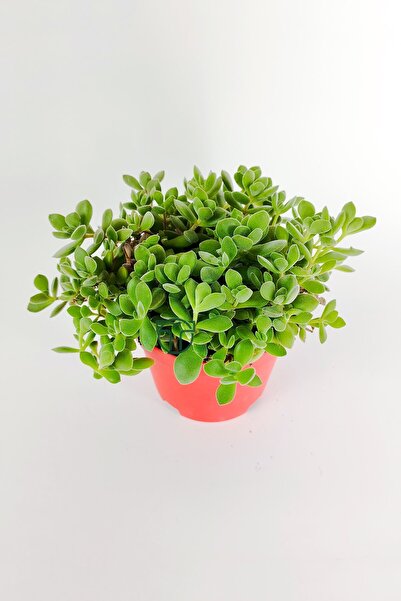 Toptan Kaktüs Crassula Rogersii sarkan sukulent minik yeşil kadife yapraklı 8.5 kırmızı saksıda