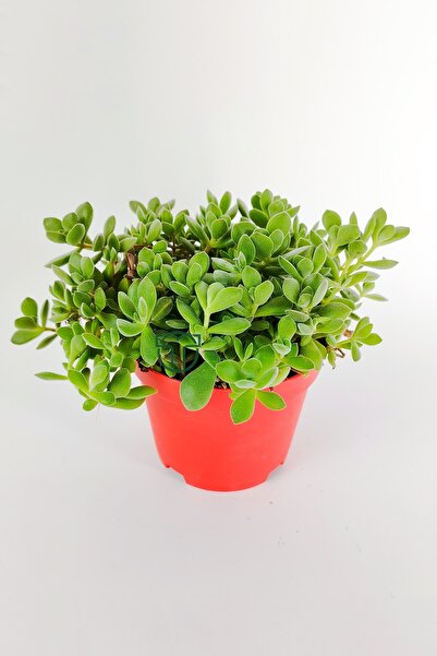 Crassula Rogersii in 8.5 red pots with hanging succulent tiny green velvet leaves