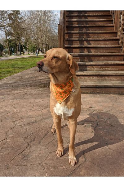 UTDpet Dog Collar with Pine Scarf