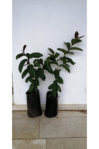 Genel Markalar Tüplü Fidan GUAVA FİDANI