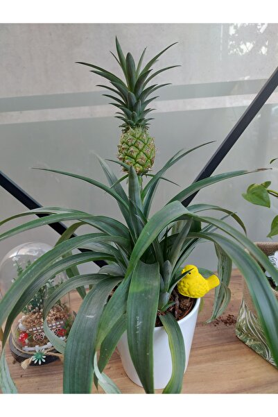 Ananas Bitkisi