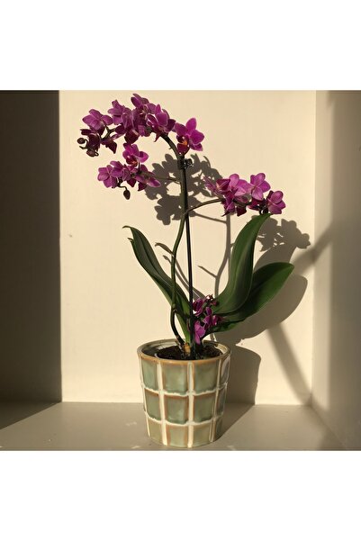 LIM Flowers Istanbul Mini Fuşya Orkide