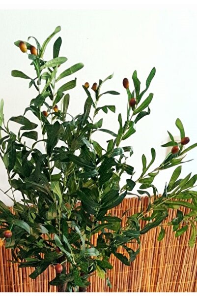 YEŞİLADA Yapay Zeytin Ağacı 1.50 Mt Boy OSB Ahşap Saksıda  Barış Sembolu Zeytindalı Ağacı