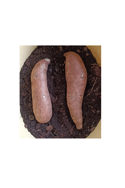 ŞİFAGIDA Tatlı patates 1kg