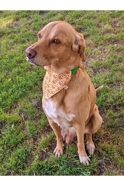 UTDpet Shiba Dog Collar with Scarf