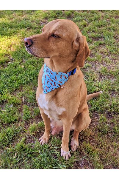 UTDpet Dog Collar with Tigerfly Scarf