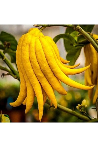 ASES Buda'nın eli limon fidanı yaş 3 boy 100-140 cm