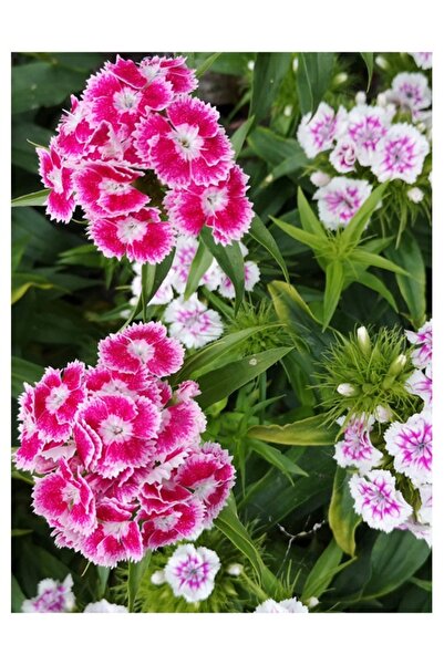 Köy Tohumları 50 Adet Tohum Nadir Hüsnü Yusuf Çiçeği Tohumu Hüsnüyusuf Çiçeği Saksı Toprak Hediyemiz