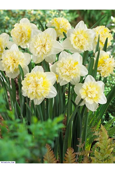 Köy Tohumları 20 Adet Tohum Nadir Nergiz Nergis Çiçeği Tohumu Mezarlık Kabir ...