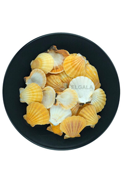 ELGALA Deniz Kabuğu Doğal Midye Kabuğu 100 Gram Vıxıllıum Orange