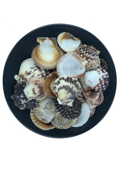 ELGALA Deniz Kabuğu Doğal Midye Kabuğu 100 Gram ArgoPecten Small