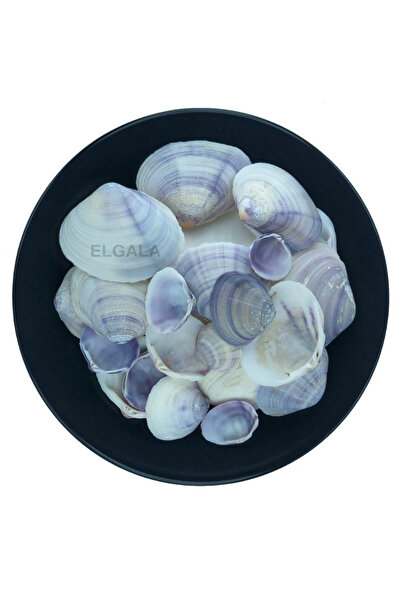 ELGALA Deniz Kabuğu Doğal Midye Kabuğu 100 Gram Purple Clam