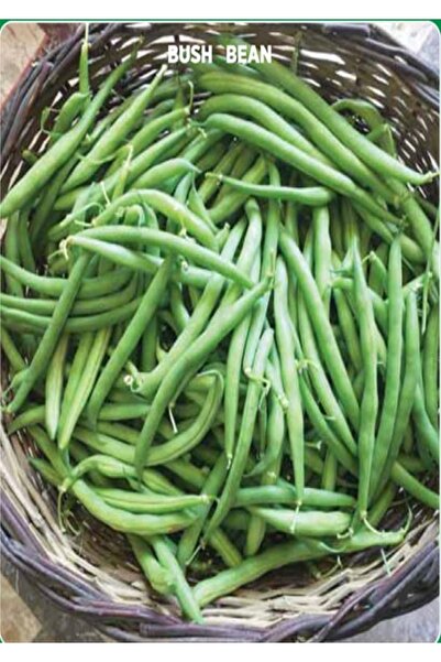 Köy Tohumları 100 Adet Tohum Nadir Kılçıksız Taze Eymen Fasulye Fasülye Tohum...