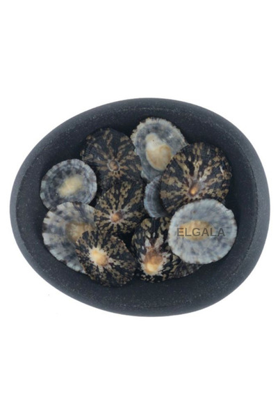ELGALA Deniz Kabuğu Doğal Midye Kabuğu 100 Gram Oval Limpet / Patella