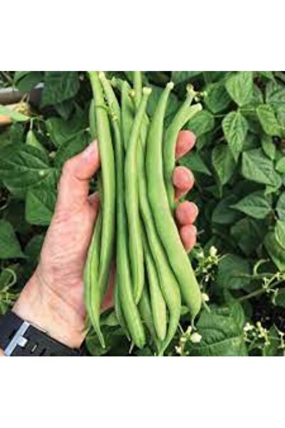 Köy Tohumları 100 Adet Tohum Organik Ege Çalı Fasulyesi Fasulye Fasülye Tohum...