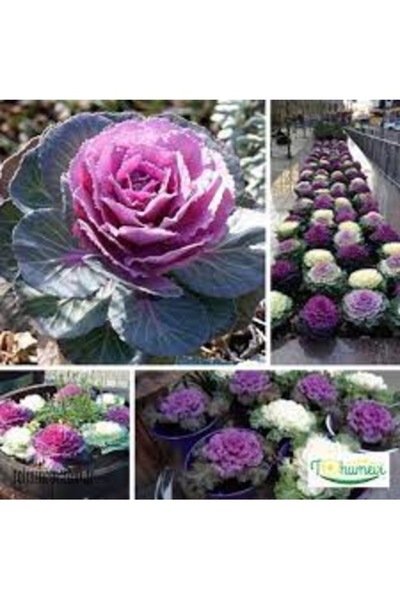 Köy Tohumları 20 Adet Tohum Nadir Bulunan Süs Lahana Çiçeği Tohumu Mezarlık K...