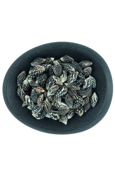 ELGALA Deniz Kabuğu Doğal Midye Kabuğu 100 Gram Troca Male Natural Yeşil