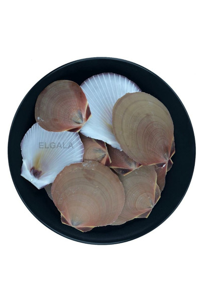 ELGALA Deniz Kabuğu Doğal Midye Kabuğu 100 Gram Moon Scallop