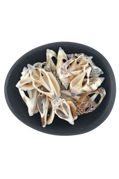 ELGALA Deniz Kabuğu Doğal Midye Kabuğu 100 Gram Urceus Kesik