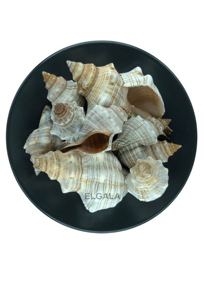ELGALA Deniz Kabuğu Doğal Midye Kabuğu 100 Gram Trapezium