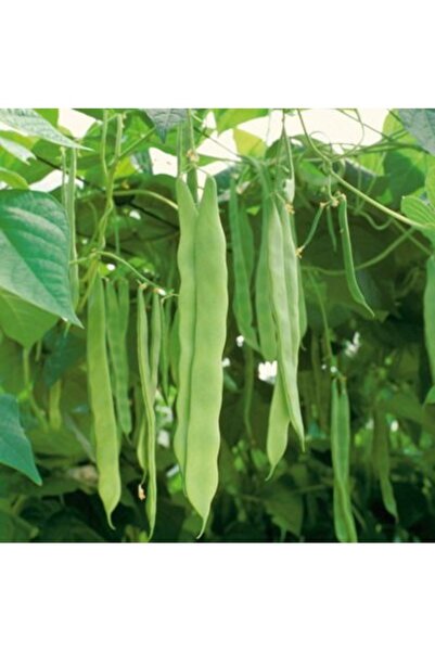 Köy Tohumları 200 Adet Tohum Nadir Kılçıksız Oturak Çalı Fasulyesi Fasülye Tohumu Bol Verimlidir Hediye Tohumlu