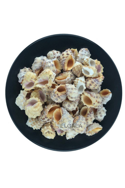 ELGALA Deniz Kabuğu Doğal Midye Kabuğu 100 Gram Drupa Orange