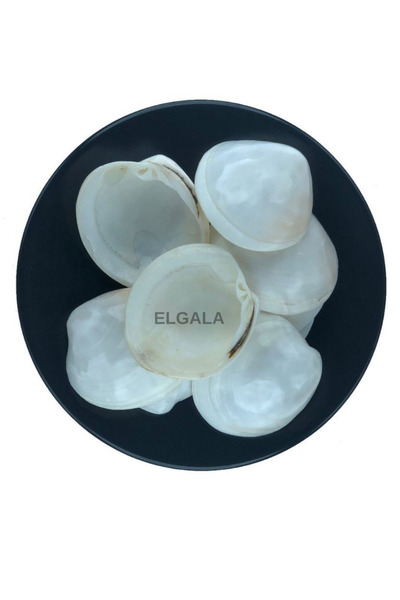 ELGALA Deniz Kabuğu Doğal Midye Kabuğu 100 Gram Bug Atan Like Codakia Polish