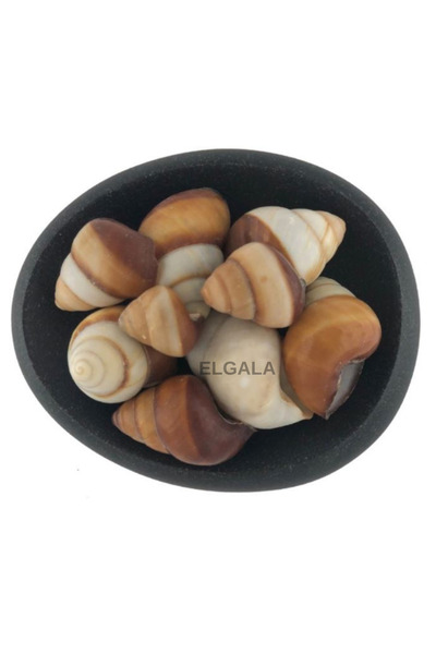 ELGALA Deniz Kabuğu Doğal Midye Kabuğu 100 Gram Landsnail